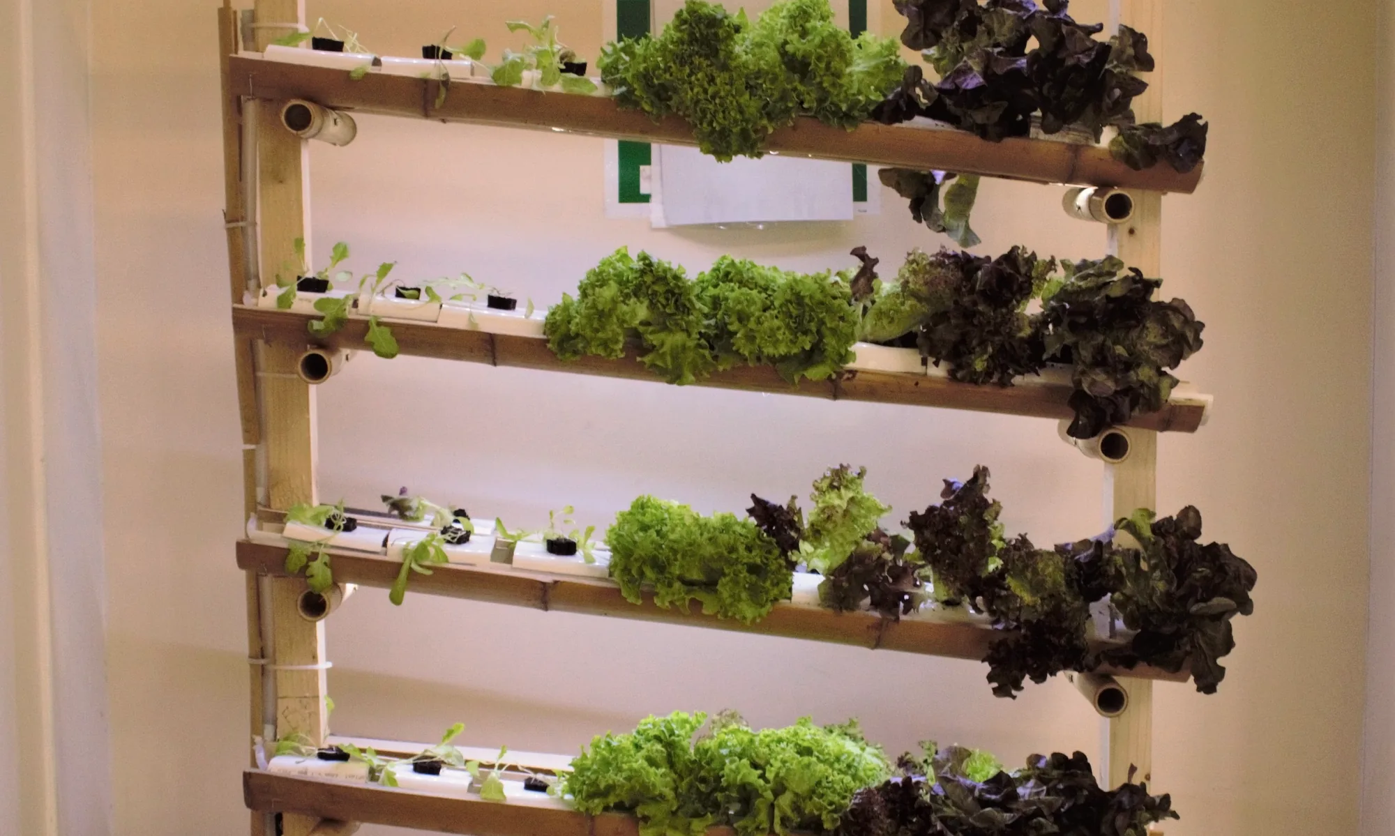 A vertical grow-unit prototype with rows of green and red lettuce